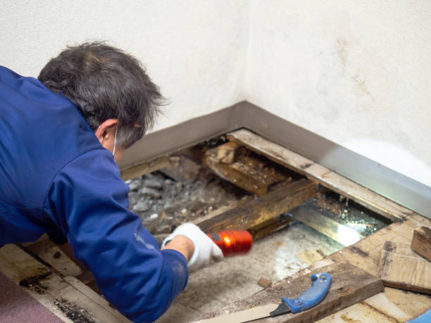 Best Emergency Mold Remediation in Cutler, CA