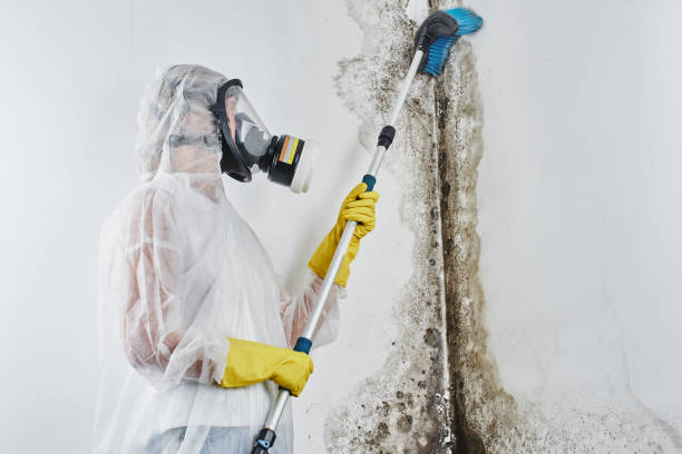 Best Post-Flood Mold Remediation in Cutler, CA