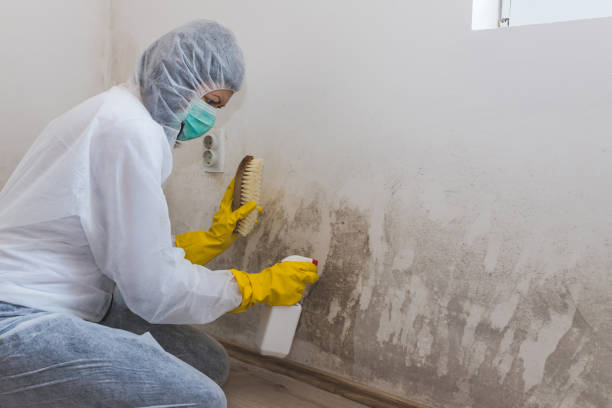 Best Mold Testing and Inspection Services in Cutler, CA