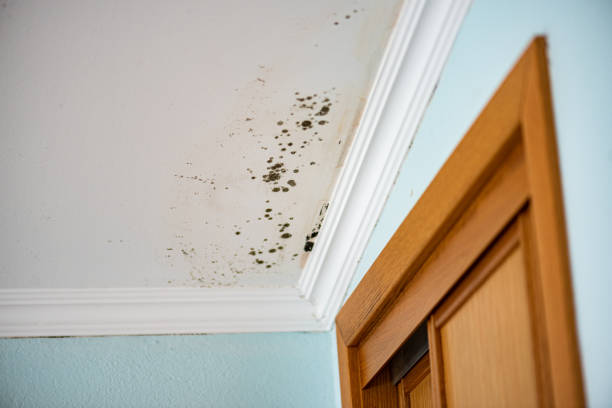 Best Localized Mold Remediation (e.g., coastal areas, humid climates) in Cutler, CA