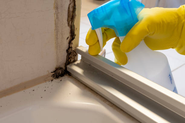 Best Mold Remediation for Specific Building Types in Cutler, CA