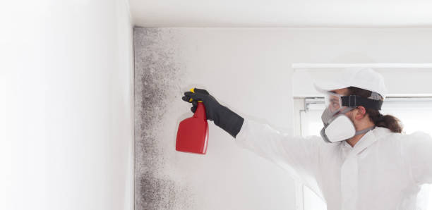 Best Basement Mold Remediation in Cutler, CA